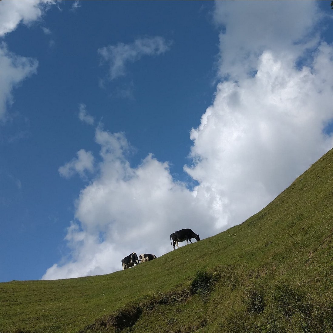 南国斉藤牧場の山地酪農牛乳