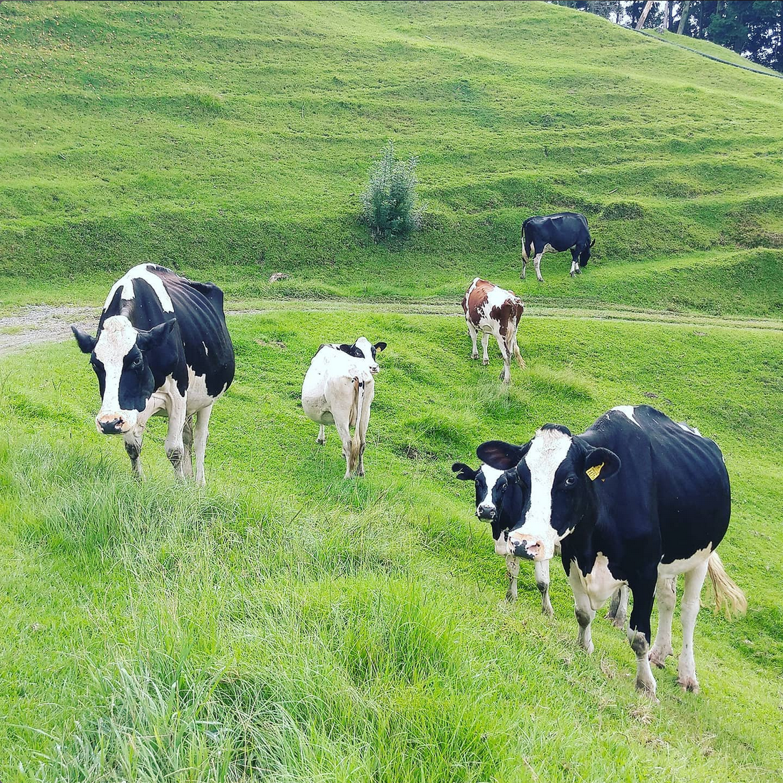 南国斉藤牧場の山地酪農牛乳